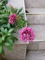 IMG_20241124_151240.webp