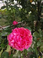 IMG_20241124_151325.webp