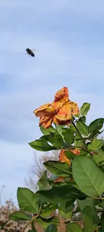 20241124_141534.webp
