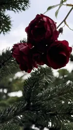 IMG_3202.webp