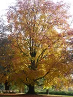 004.webp