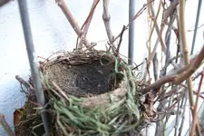 Vogelnest 0624.webp