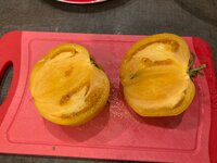 Tomate*Mangué*Ernte*24-11-24**Blush Tiger*Muchacha.jpg