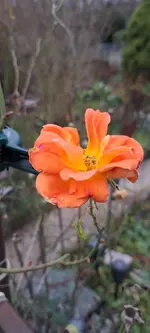 20241129_140825.webp