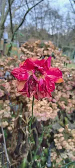 20241129_140949.webp
