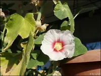 c047.webp