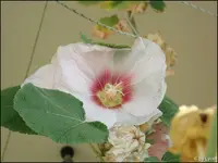 c048.webp