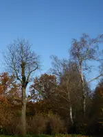 001.webp