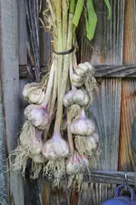 Knoblauchernte 0224.webp