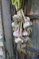 Knoblauchernte 0324.webp