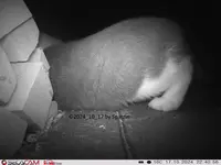 Katze 2024_10_17 HVEU0247.webp