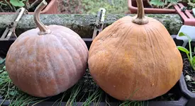 20241205_110016.webp