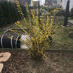 Forsythia-A_2022-03.jpg