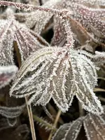 IMG_3668.webp IMG_3668.webp