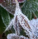 IMG_3633.webp IMG_3633.webp