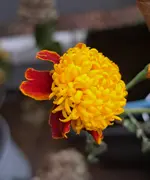 20241208_104709.webp