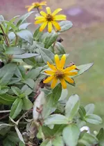20241208_104729.webp