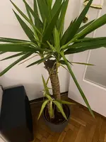 WhatsApp Image 2024-12-08 at 23.05.31.webp WhatsApp Image 2024-12-08 at 23.05.31.webp