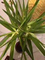 WhatsApp Image 2024-12-09 at 18.41.44(3).webp WhatsApp Image 2024-12-09 at 18.41.44(3).webp