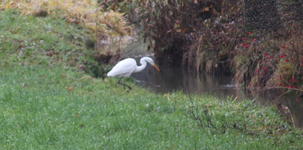 Fischreiher  0124.webp