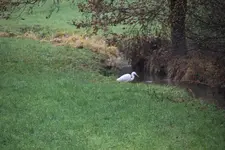 Silberreiher   0124.webp