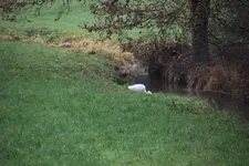 Silberreiher   0224.webp