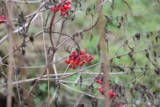 unbekannt 0124.webp
