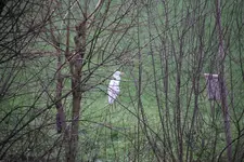 Silberreiher  0524.webp