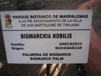 Bismarckia nobilis 2.JPG