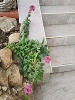 IMG_20241214_131708.webp