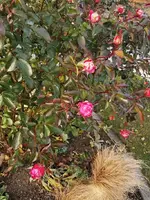 IMG_20241214_131809.webp