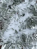 IMG_8132.webp IMG_8132.webp