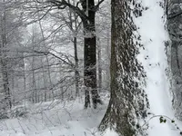 IMG_8138.webp IMG_8138.webp