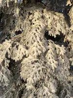 IMG_8190.webp IMG_8190.webp