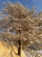 IMG_8217.webp IMG_8217.webp