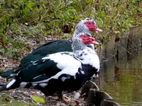 005.webp