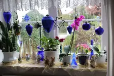 Advent    1224.webp