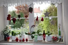Advent    1524.webp