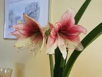 IMG_20240126_123239.webp