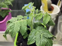 20241218_172958.webp