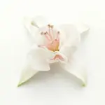 a1.webp