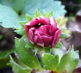 044.webp