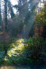 006.webp