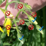blüten.webp