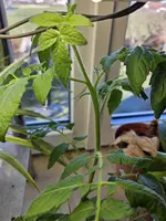 20241228_123255.webp