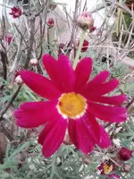 Margerite Ende Dezember 2024.webp