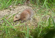 Rötelmaus.JPG Rötelmaus.JPG