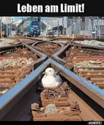 Leben am Limit!_.webp