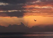 thumbnail_1735477354016.webp
