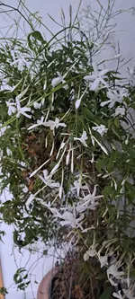 20241230_114315.webp